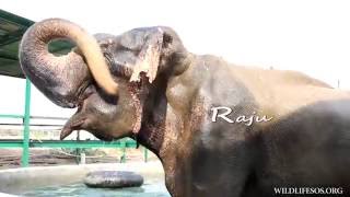 Elephant Pool Party At Eccc