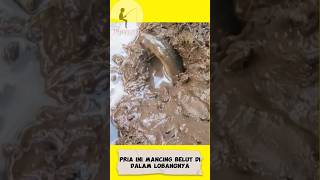 Berburu Belut Di Dalam Lubangnya #shorts #short #viral #shortvideo #youtube #video #fishing #mancing