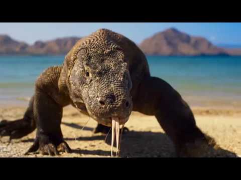 Planet Earth II (Best Bits)