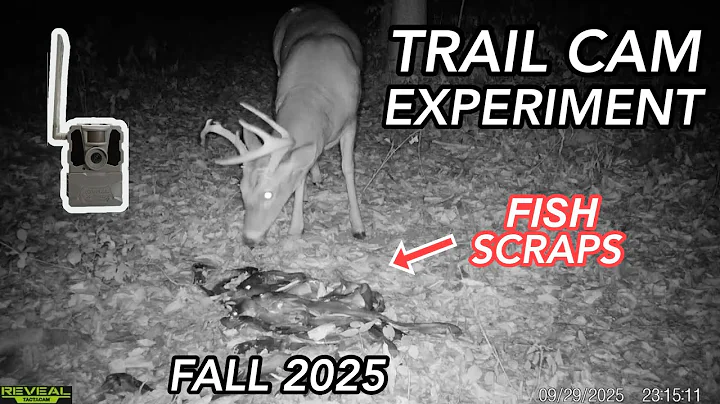 What Animals Feed Overnight on a Pile of Fish Scraps??? (Trail Cam Experiment)