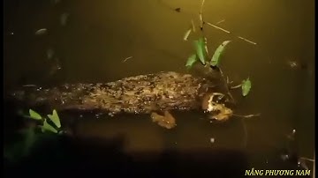 CẮM CÂU CÁ LÓC VỀ NẤU CHÁO ĂN VỚI RAU ĐẮNG ĐẤT ! #3