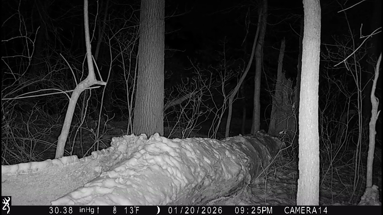 Red Fox on a Log in the Woods in the Snow