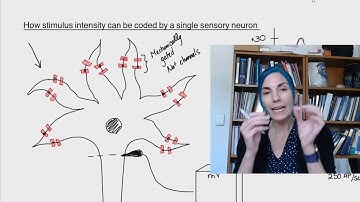 Coding for Stimulus Intensity