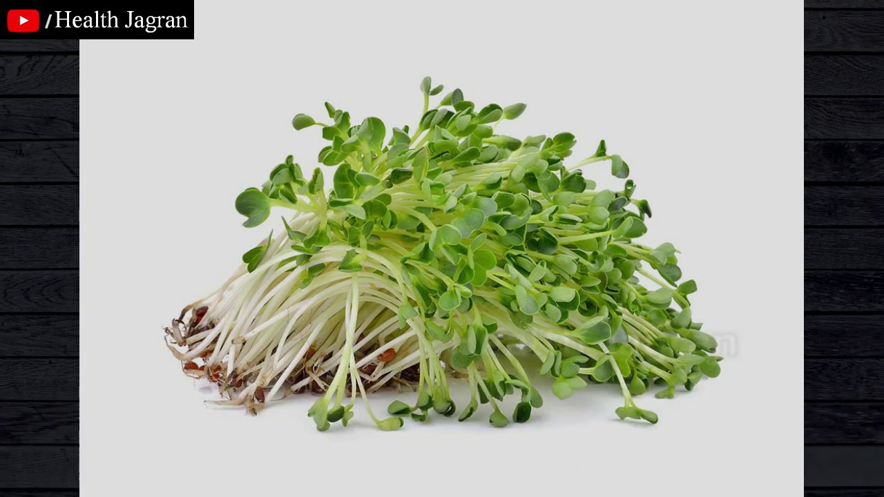 अल्फाल्फा के चिकित्सीय लाभ Lucerne, Alfalfa benefits in hindi Indian Herb Medicago sativa