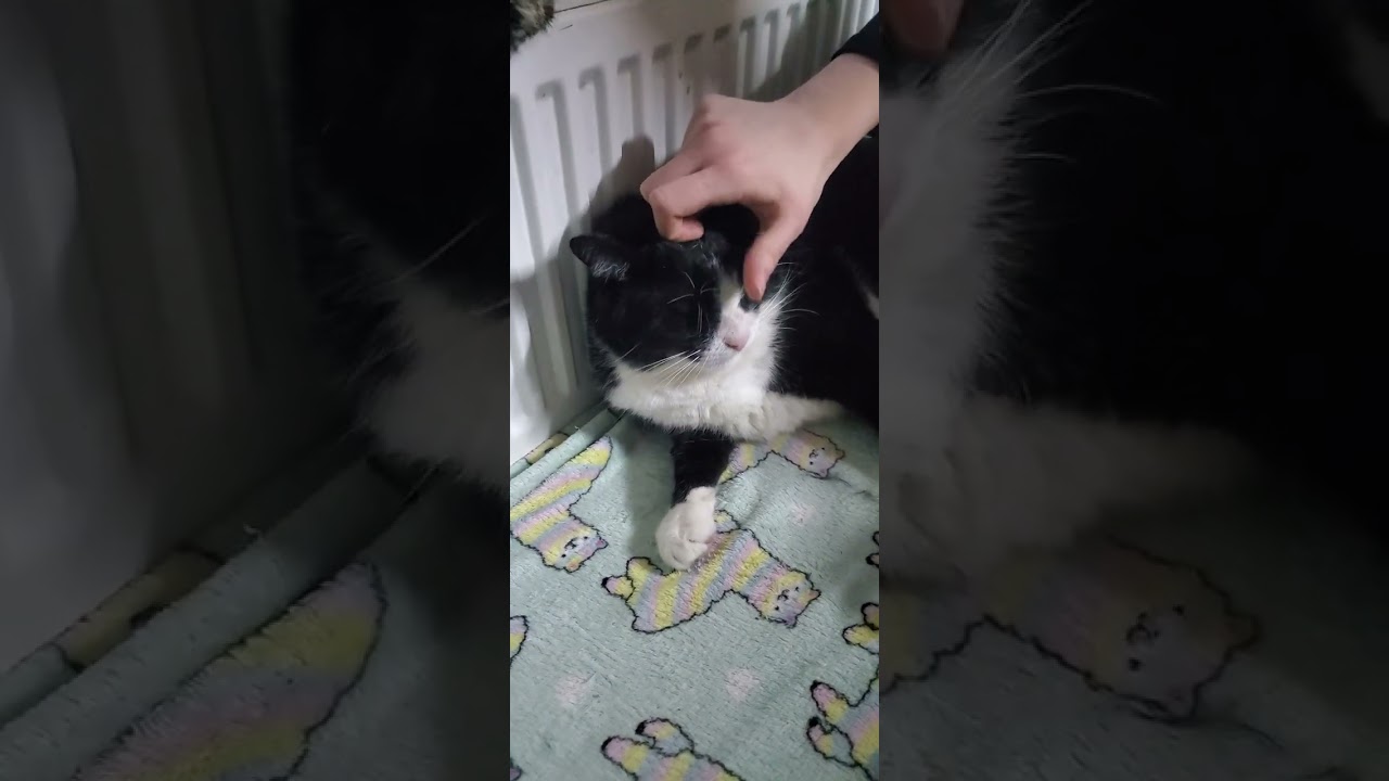 Обработка от блох, глистов и умного клеща #cat 