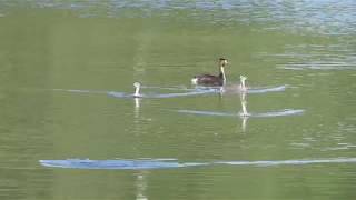 Чомги. Кормление Птенцов Sony Cyber-Shot Hx200V Chomgi. Feeding Chicks