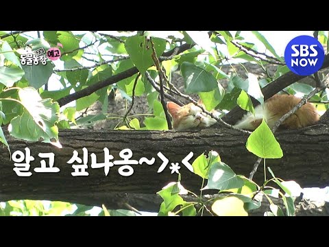 [<strong>TV</strong> 동물농장] Ep.977 예고 &amp;#39;18M 높이의 <strong>나무</strong> 위에 사는 고양이..!?&amp;#39; / &amp;#39;Animal Farm&amp;#39; Preview | SBS NOW