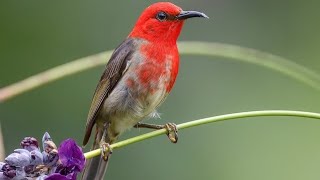 myzomela sulawesi, kemade sulawesi dengan sapuan merah di wajah dan tenggorokan