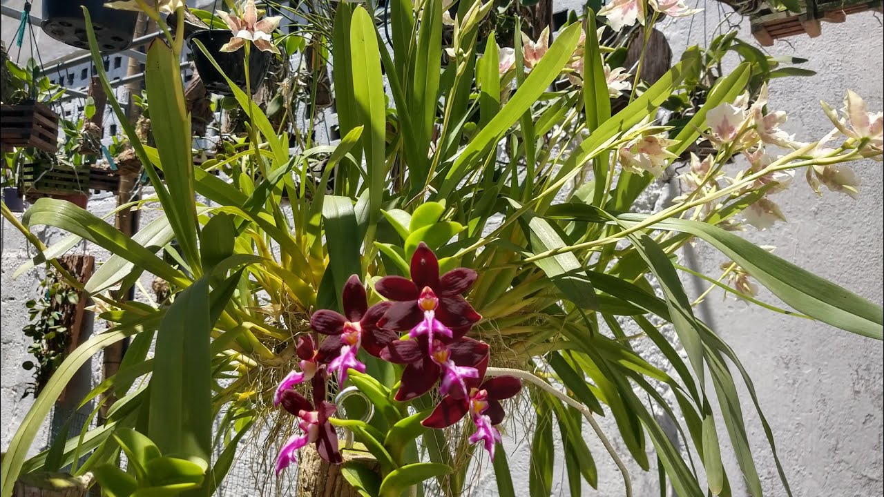 CRUZAMENTOS DE ORQUÍDEAS - SELF