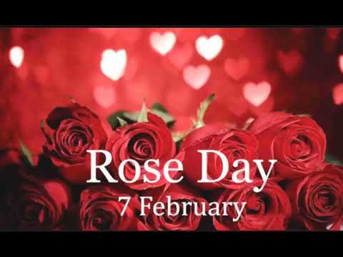 rose day status 2022 #shortvideo #viral #whatsappstatusvideo #roseday #happyroseday