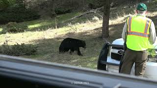 Yellowstone National Park Rangers Doing a Great Job Protecting Black Bear 2023