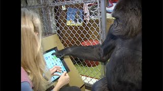 Koko and her Talking Computer (1991)