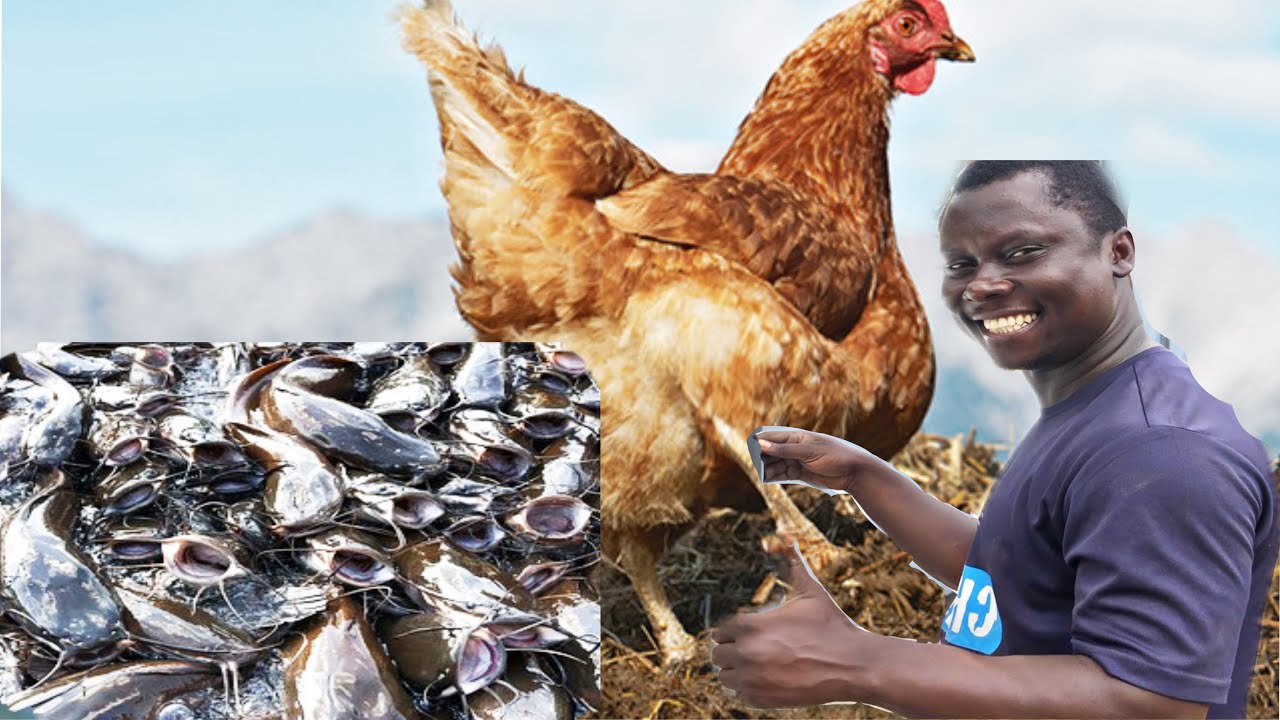 Chicken manure in catfish farming how to fertilize or treat concrete