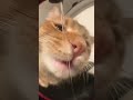 What?#cat #cattok #catsoftiktok
