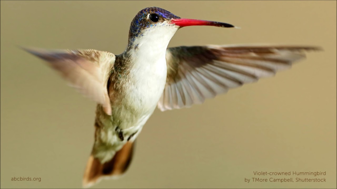 Violet-crowned Hummingbird Calls 