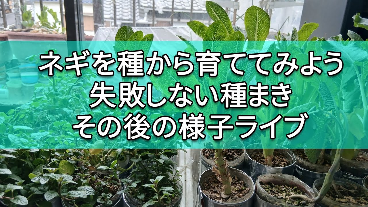 【LIVE】ネギの根出し後の様子と植え替え作業。水耕栽培の野菜を収穫。心地よいBGMと緑に癒やされる静かな時間 🌱（おしゃべり控えめ）Green Hydroponics Daily Care