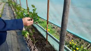 Vita De Vie Cultivata La Solar, Crestere Spectaculoasa