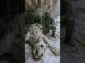 Frozen Cave Lion With Open Eyes Found in Russian Ice