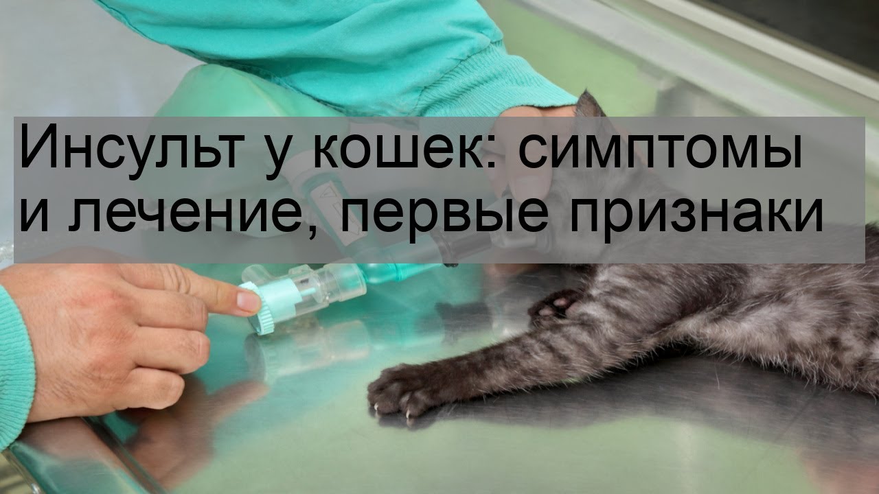 Инсульт у кошек: симптомы и лечение, первые признаки - YouTube