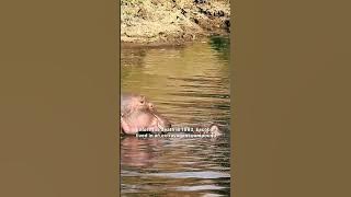 Has Colombia Finally Found a Solution For Pablo Escobar's 'Cocaine Hippos?' #shorts