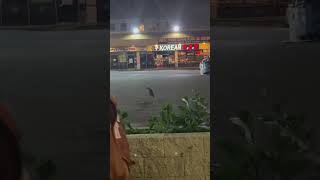 #ktownla #ktown #ktown4u #weirdcore #weird #birds #birdslover #birdspecies