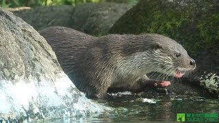 水獺三兄妹齊捕魚Otthers Catching Fish