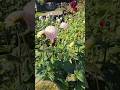 Natural beauty #quran #village #viral shorts #trending vlog #islamic #shortvideos #surahannas