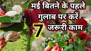 7 बातें गर्मी मे गुलाब को सूखने से बचाएं / पते भूरे नही होगे/ पौधे पर चमक रहेगी मात्र एक चम्मच डालें