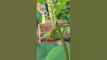 Chuồn chuồn đậu cành sen | Dragonfly perched on a lotus branch - @ThichNhatDao #Dragonfly #lotus