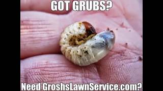 Grub Control Lawn Care Services Hagerstown MD Williamsport MD Washington County Maryland