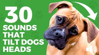 30 Dog Sounds That Make Dogs Bark & Tilt Their Heads