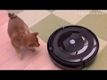 【生後76日】ルンバとくんちゃんの戯れ l VLOG【豆柴】- Shiba Inu puppy playing with Roomba