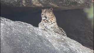 big boy    Male Leopard Resting