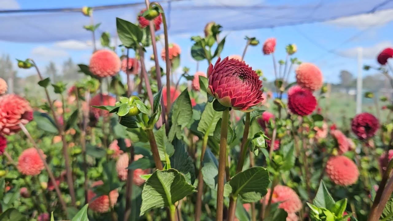 «Самый тщательно оберегаемый секрет Зимбабве» в 2026 году.