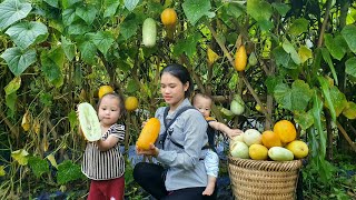 Everyday Joy Harvesting Five-Colored Melons And Taking Them To The Market To Sell Single Girl