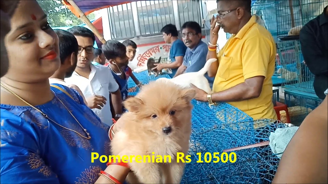 swarun raj Couple Gets Pomeranian Puppy For Their Baby l Together