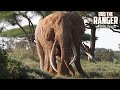 Amboseli Super-Tusker Elephant Craig And Friends | Zebra Plains Safari