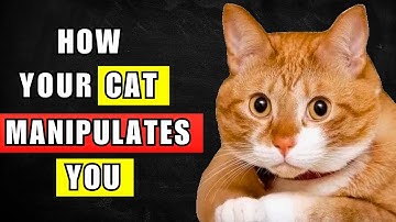 7 Highly Effective Techniques Your Cat Uses To Manipulate You