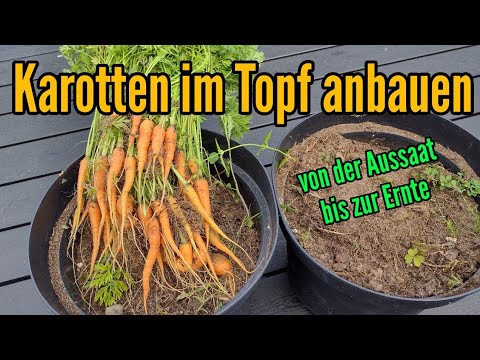 Möhren auf dem Balkon anbauen Karotten im Topf pflanzen Aussaat bis zur