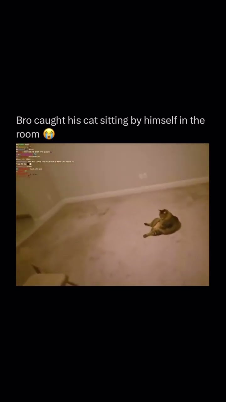 Bro caught the Kittyo just to land back wait laid back