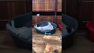 Sleeping Time - Panda