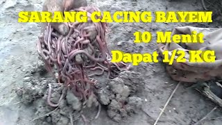Cara Mencari Sarang Cacing Bayam
