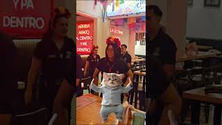 El gatito está happy !! feliz sábado!! #justforlaughs #funnyshorts #catshorts
