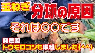 玉ねぎ栽培【分球】【大失敗】【無農薬】トウモロコシも収穫【ソニック】【品種】