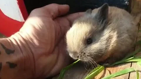 Video 9555051: siamese, purebred