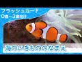 【海の生き物の名前4K】0歳から始める知育フラッシュカード