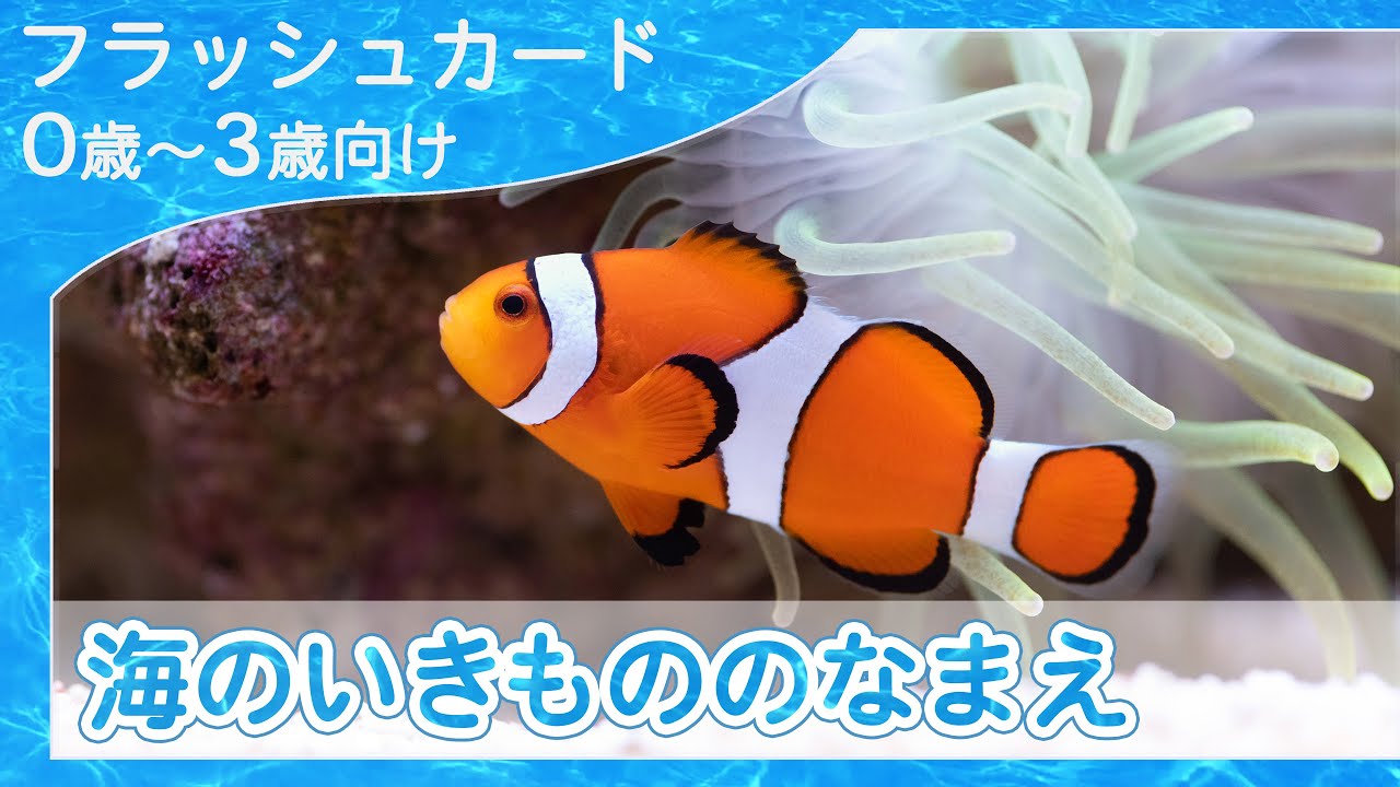 海の生き物の名前4k 0歳から始める知育フラッシュカード Youtube