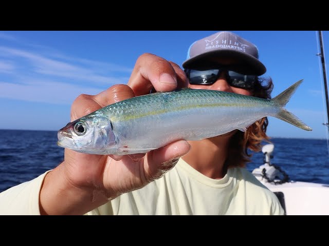 The SECRET! Bait and Tackle Shops WONT Teach You!! -How to Catch Ballyhoo  (Tackle Tuesday) 