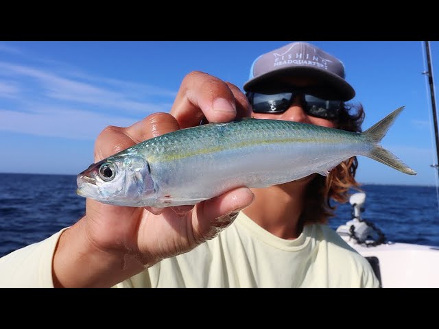 USING PILCHARDS FOR BAIT HOW TO CATCH THEM AND USE THEM TO CATCH BIG FISH  (FF EPISODE 12, SEASON 1) 