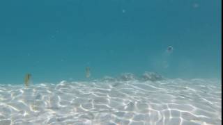 Double Saddle Butterflyfish and Picasso Trigger